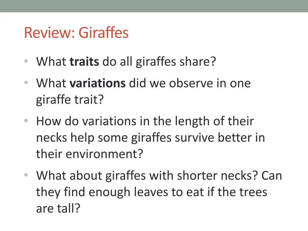 review giraffes