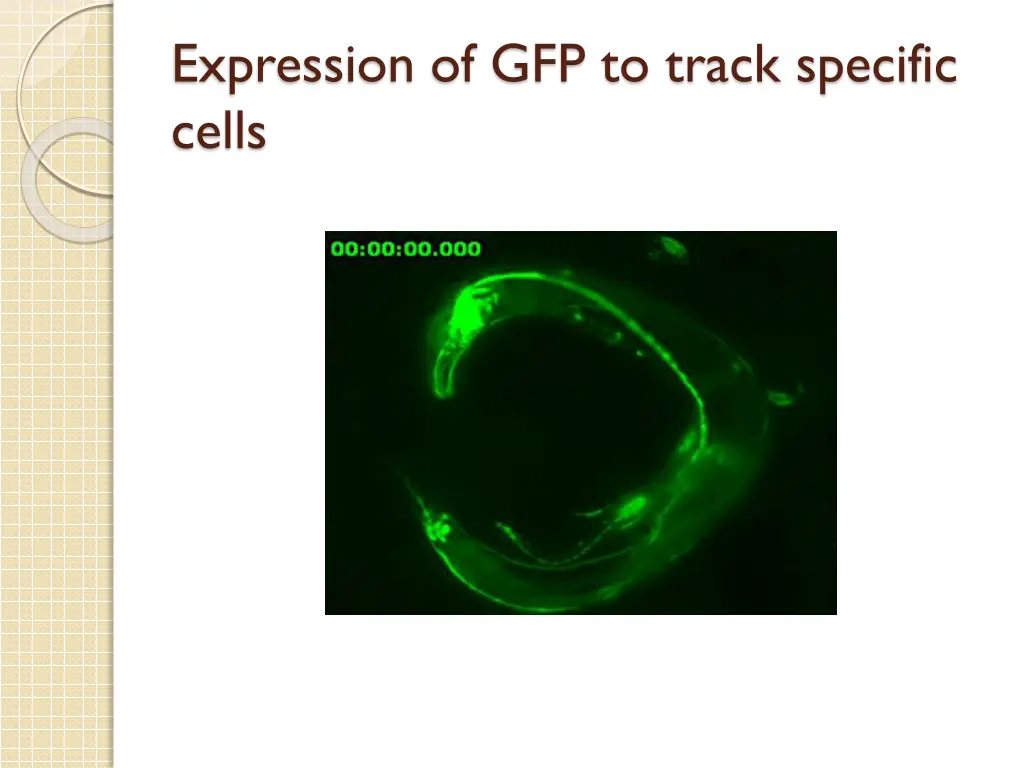 expression of gfp to track specific cells