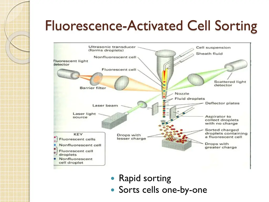 fluorescence activated cell sorting