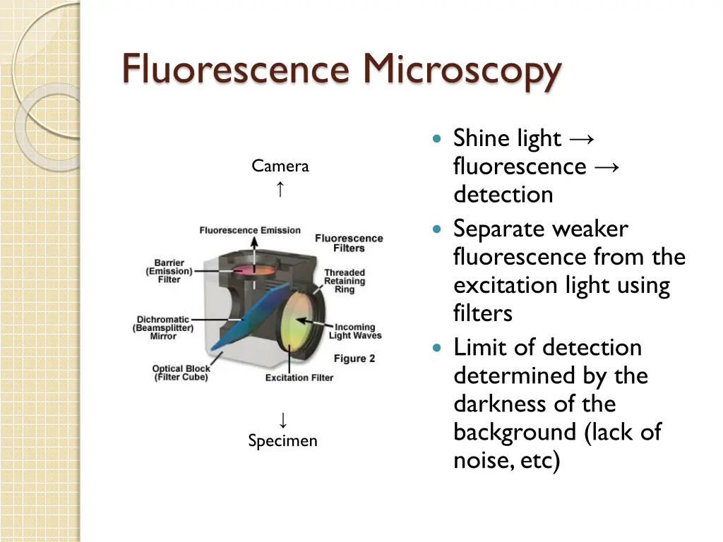 fluorescence microscopy