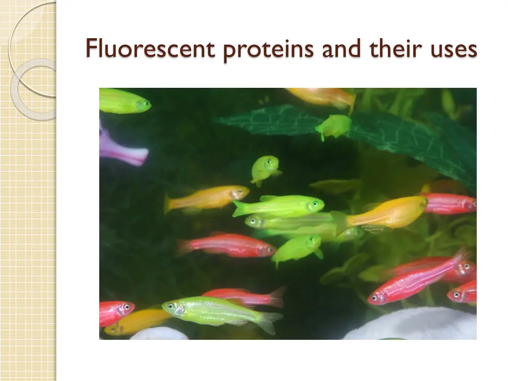 fluorescent proteins and their uses 1