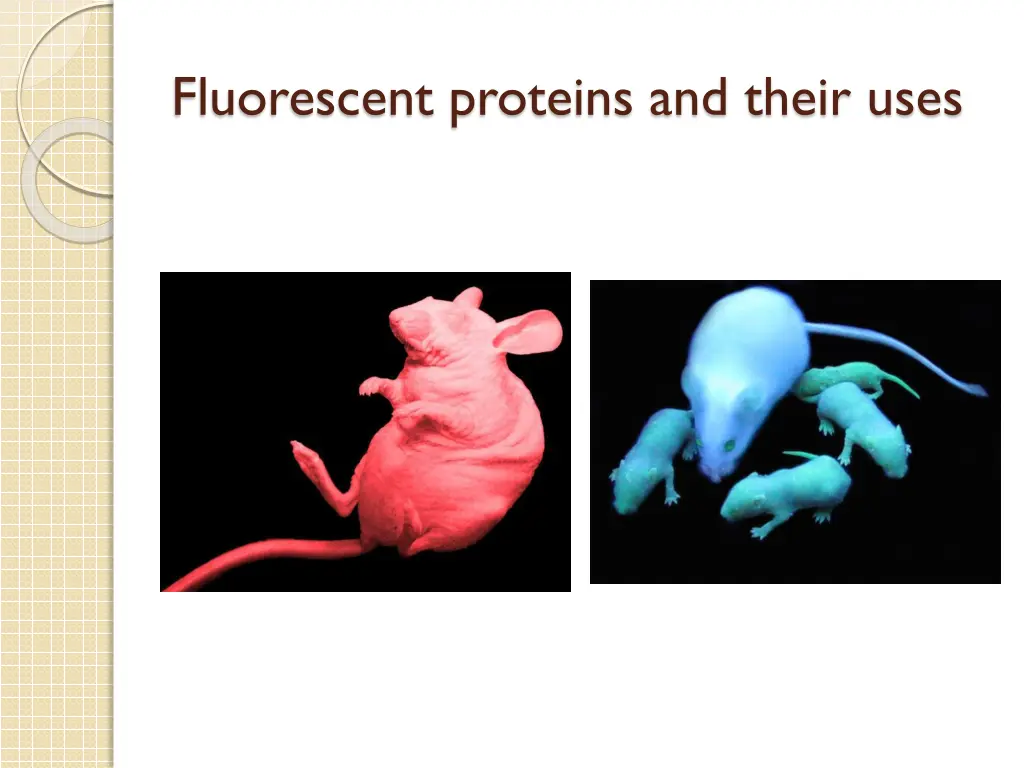 fluorescent proteins and their uses 3