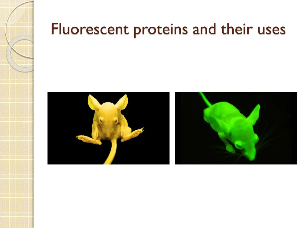 fluorescent proteins and their uses 4