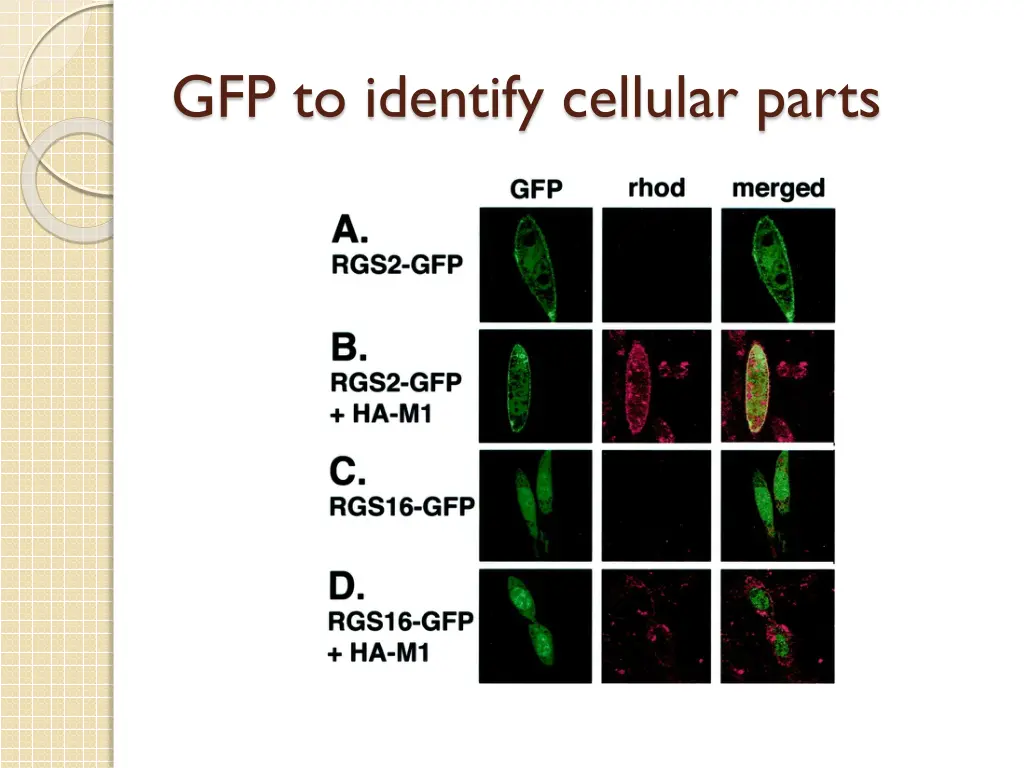 gfp to identify cellular parts
