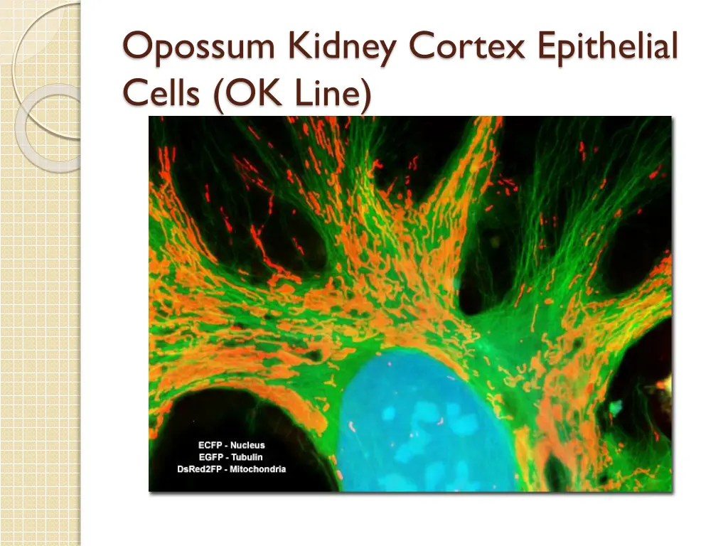 opossum kidney cortex epithelial cells ok line