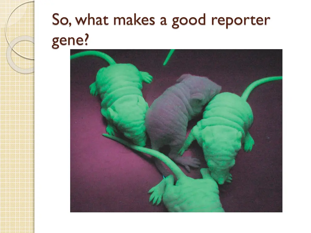 so what makes a good reporter gene