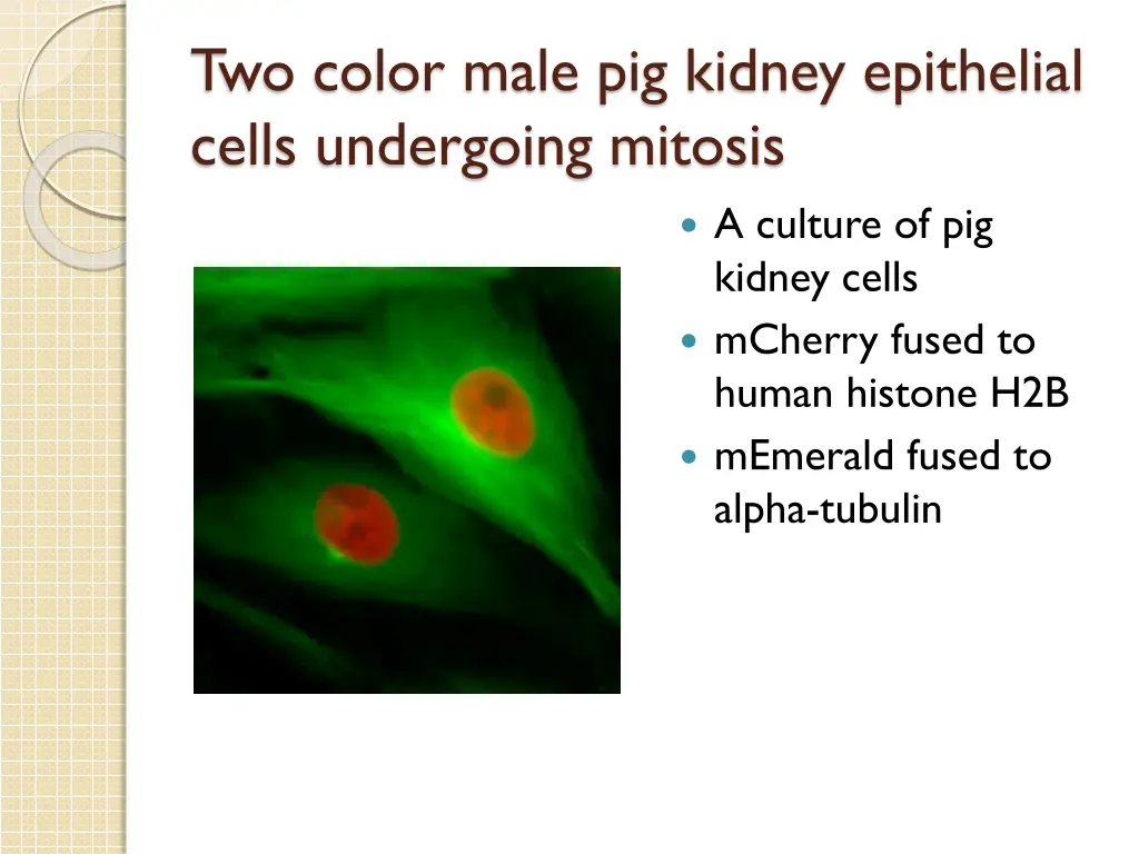 two color male pig kidney epithelial cells