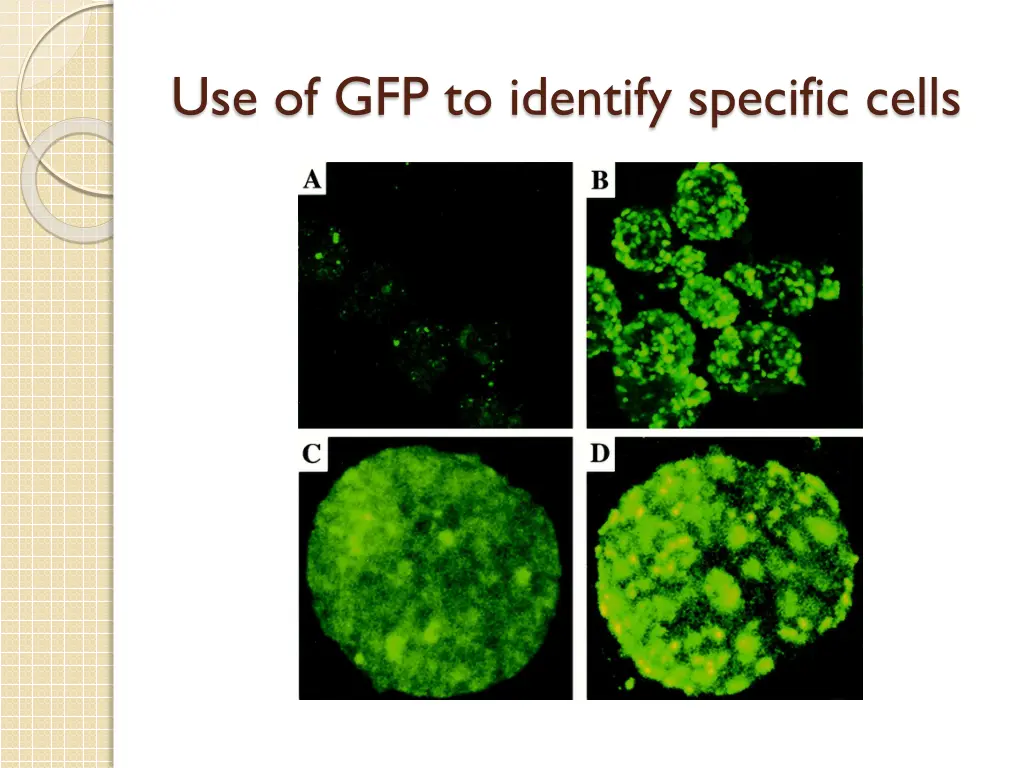 use of gfp to identify specific cells
