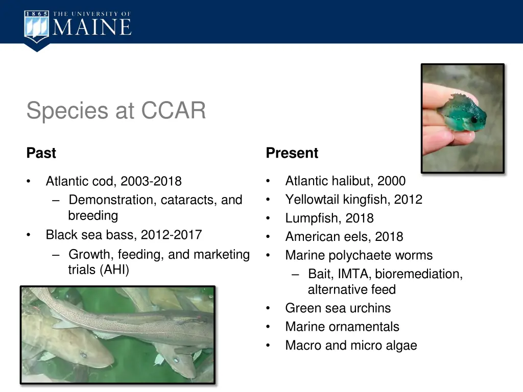 species at ccar