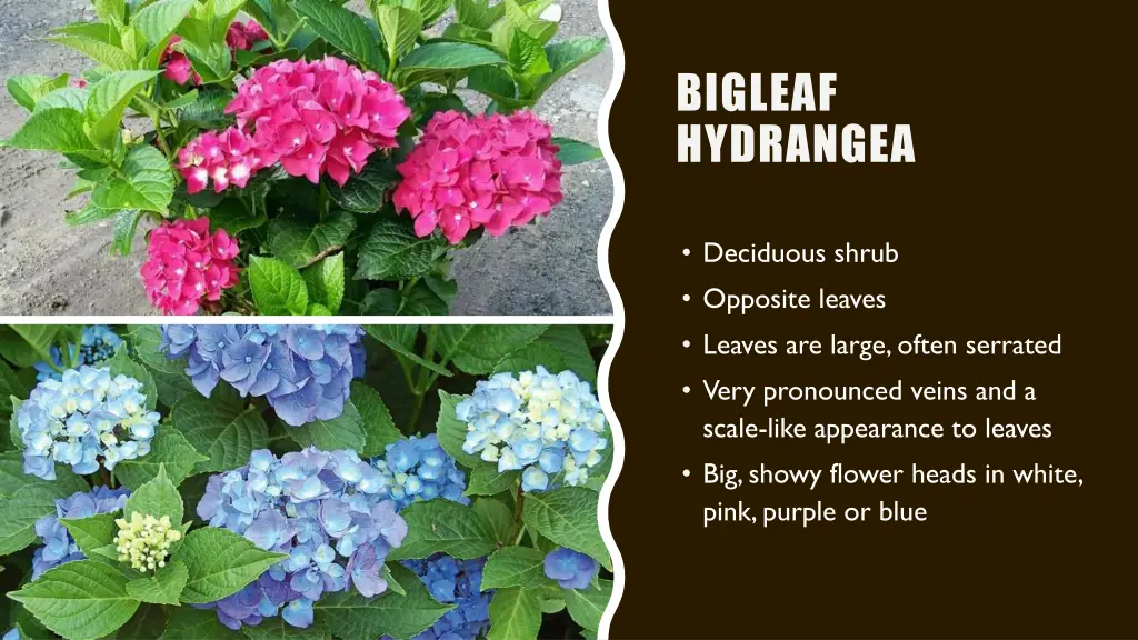 bigleaf hydrangea