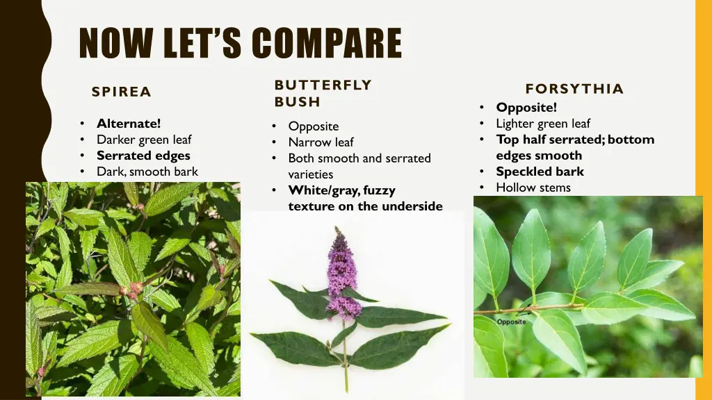 now let s compare 1