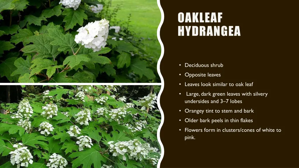 oakleaf hydrangea