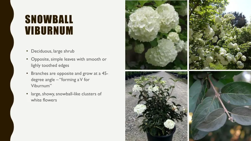 snowball viburnum