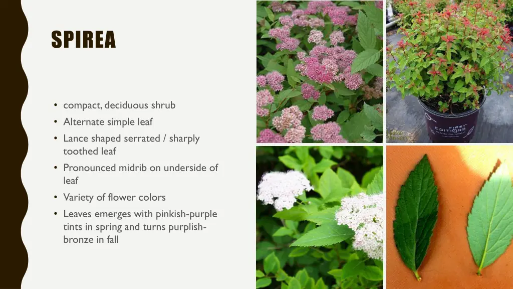 spirea