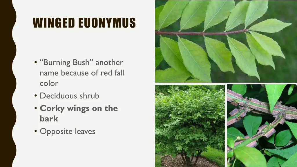 winged euonymus