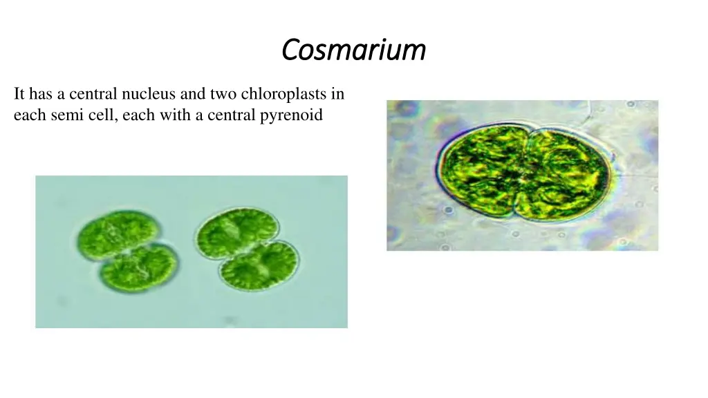 cosmarium cosmarium
