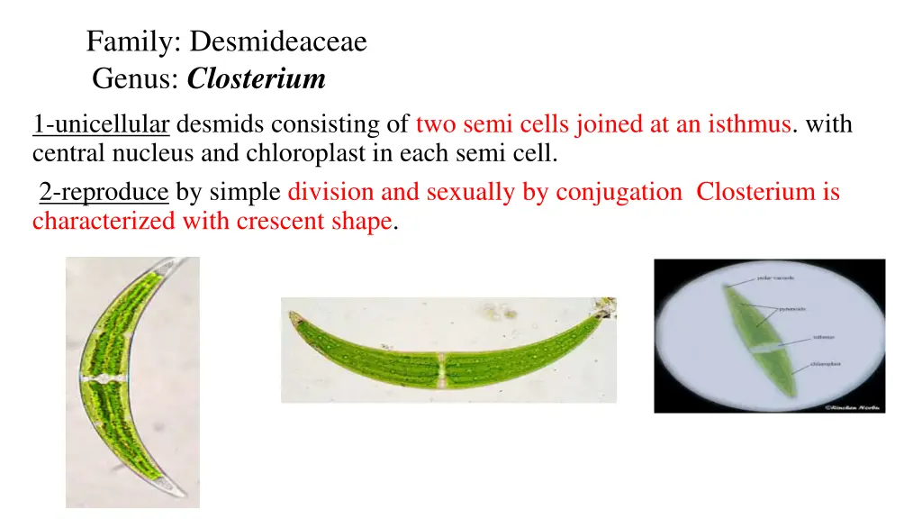 family desmideaceae genus closterium