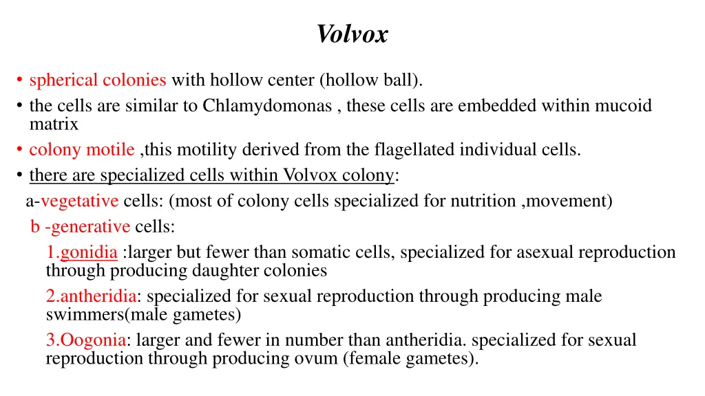 volvox