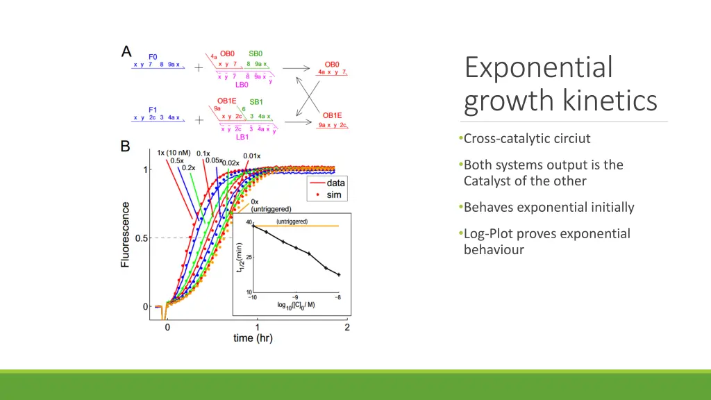 exponential growth kinetics