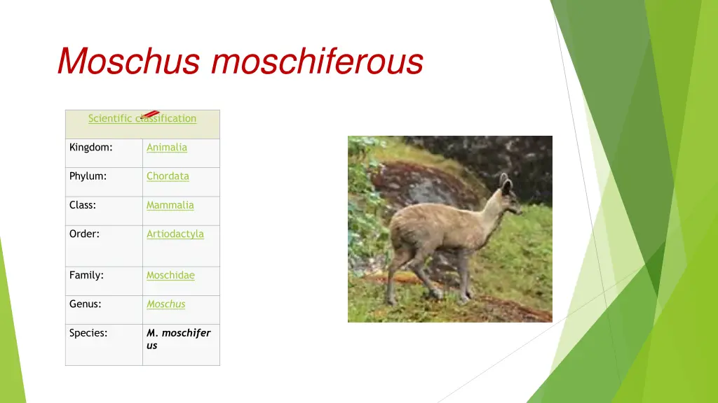 moschus moschiferous