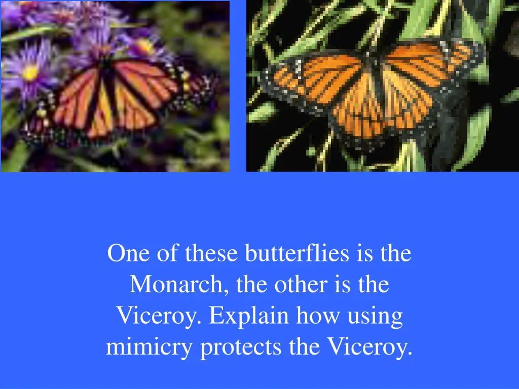 monarch