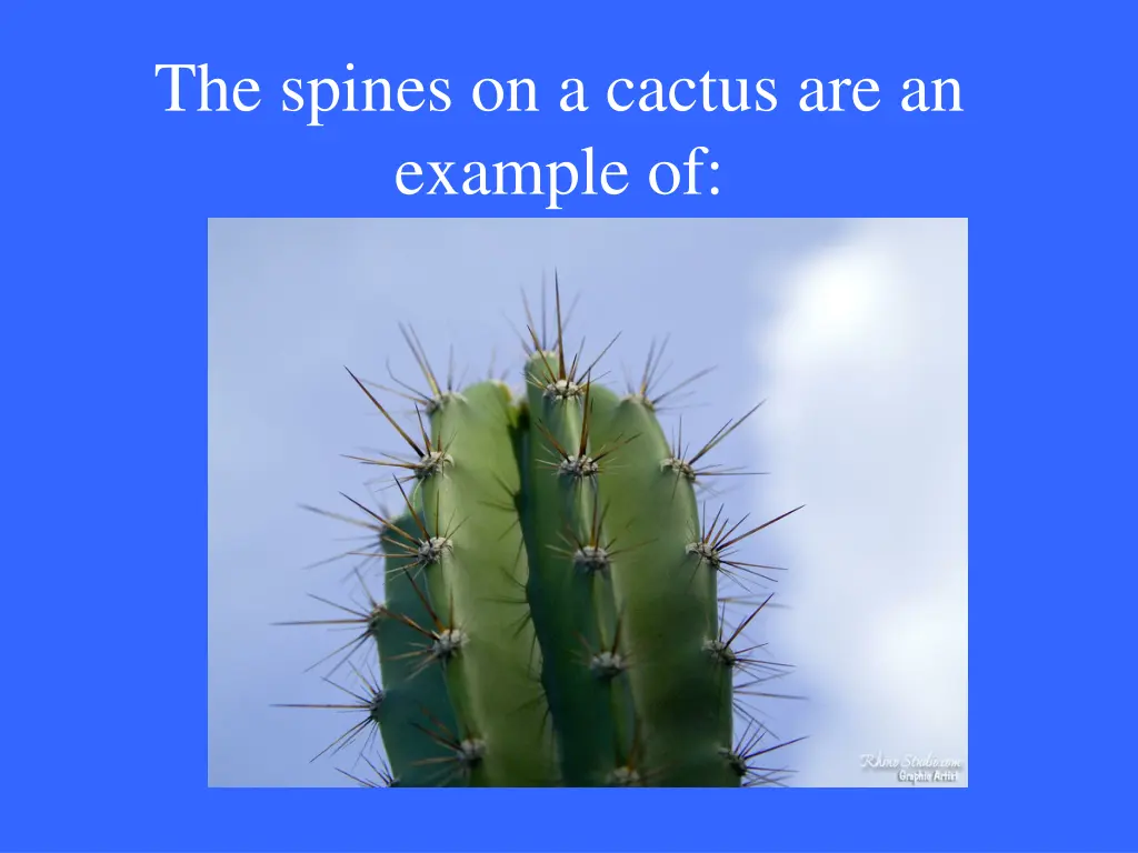 the spines on a cactus are an example of