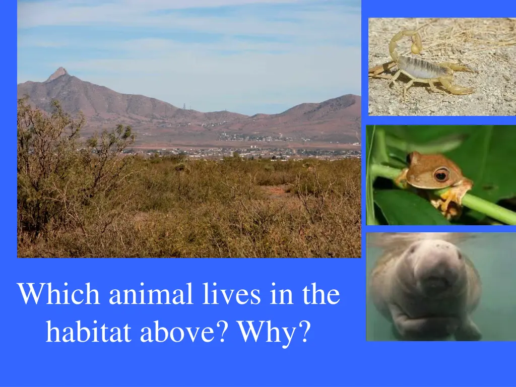 which animal lives in the habitat above why