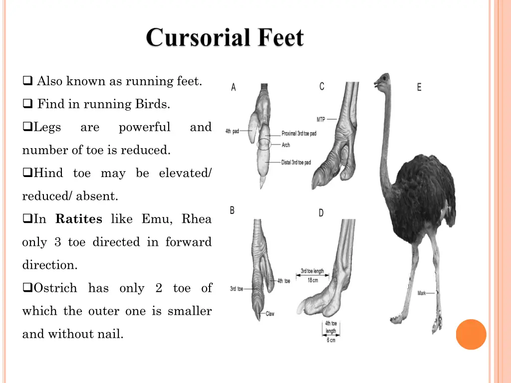 also known as running feet
