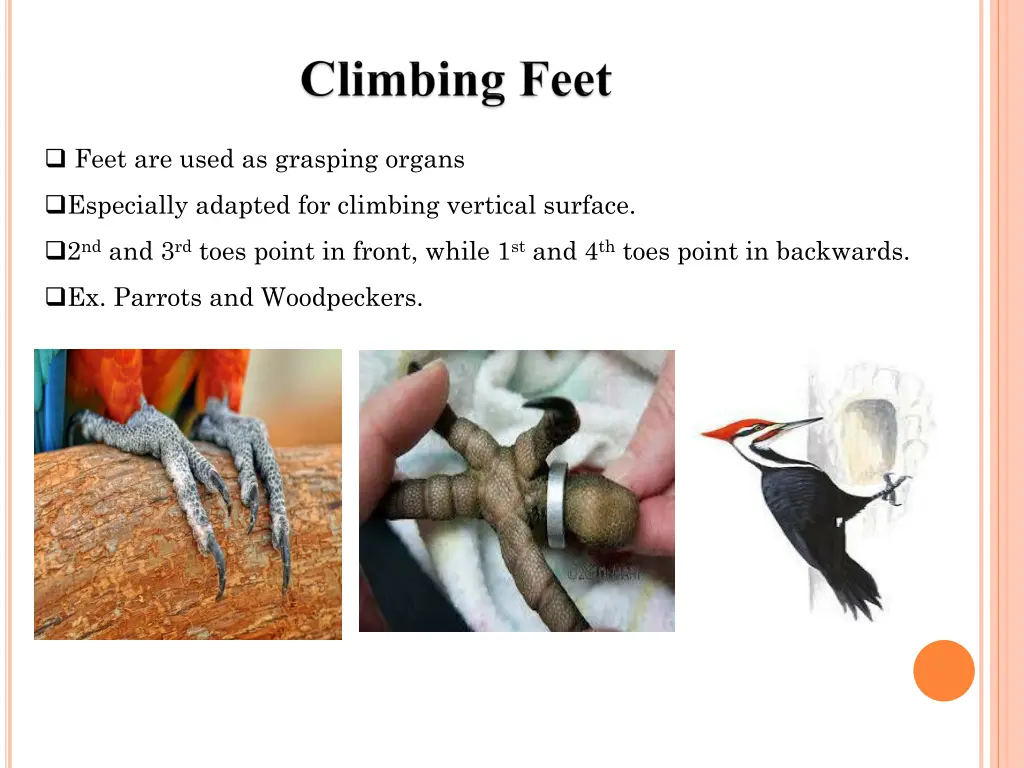 feet are used as grasping organs