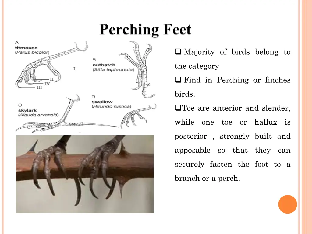 majority of birds belong to