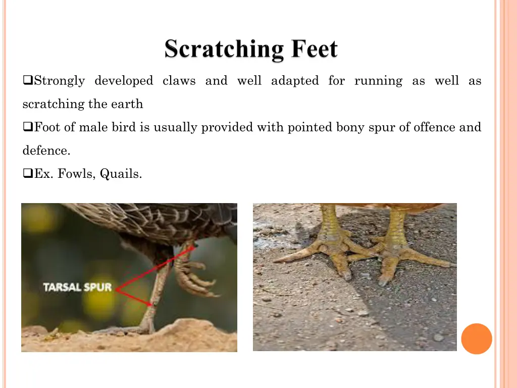 strongly developed claws and well adapted
