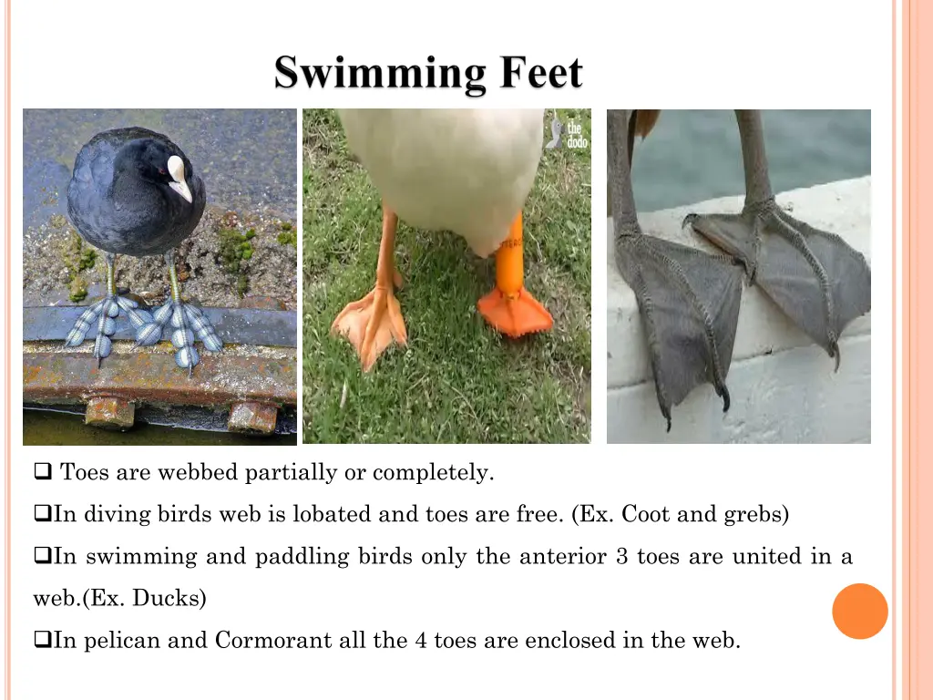 toes are webbed partially or completely