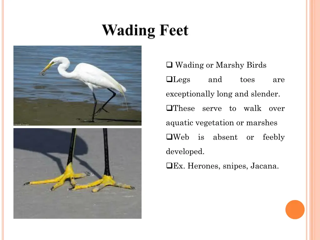 wading or marshy birds