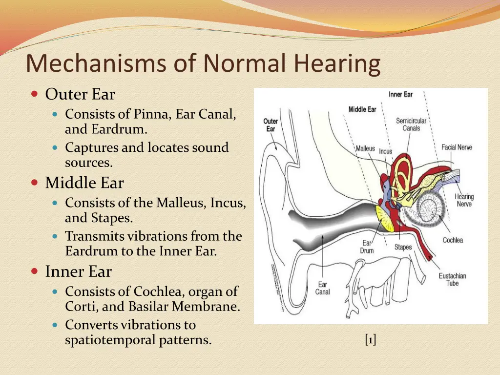 mechanisms of normal hearing outer ear consists