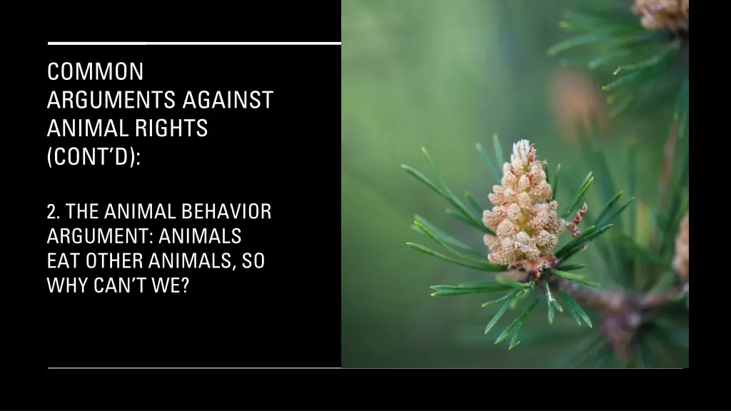common arguments against animal rights cont d 2
