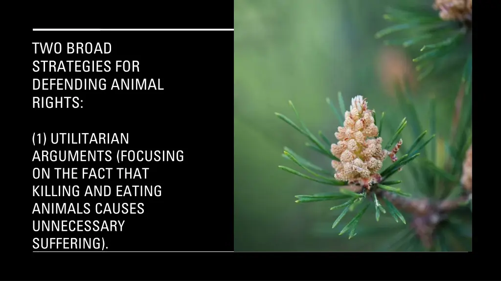 two broad strategies for defending animal rights