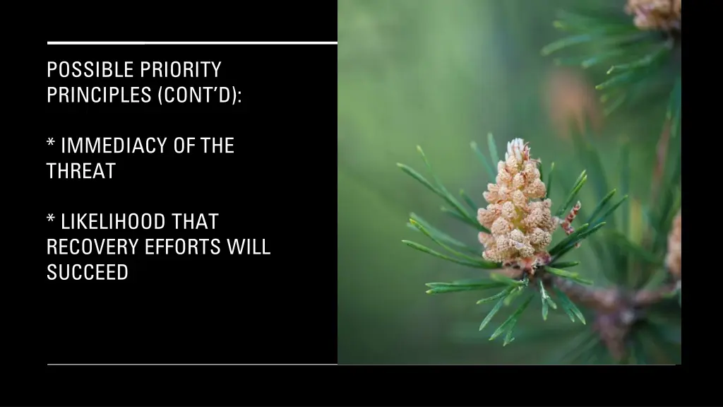 possible priority principles cont d