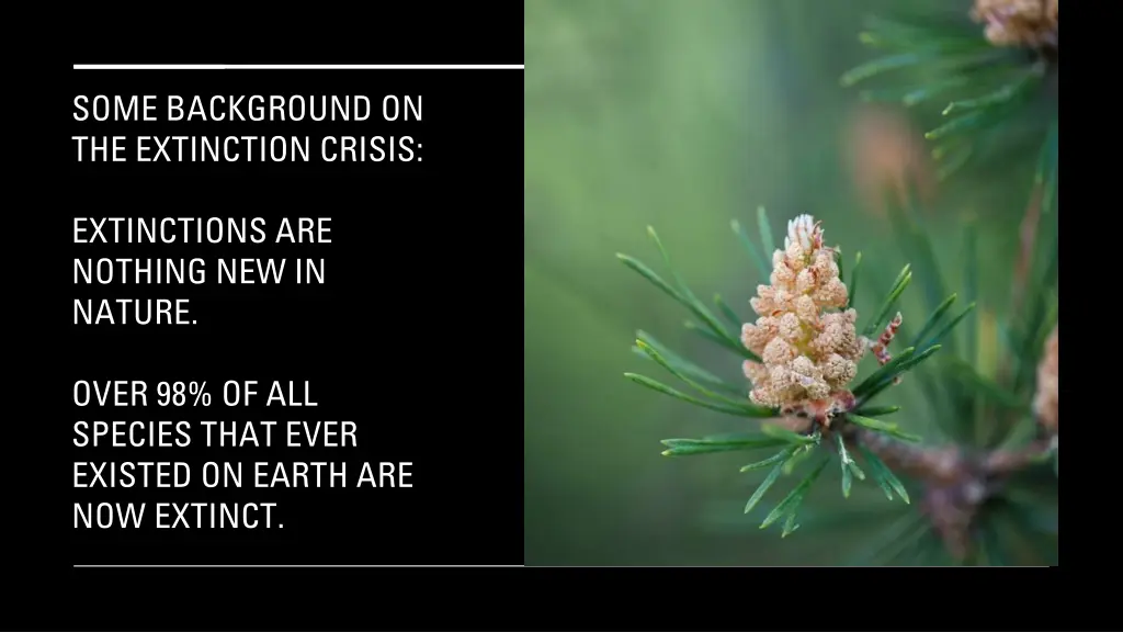 some background on the extinction crisis