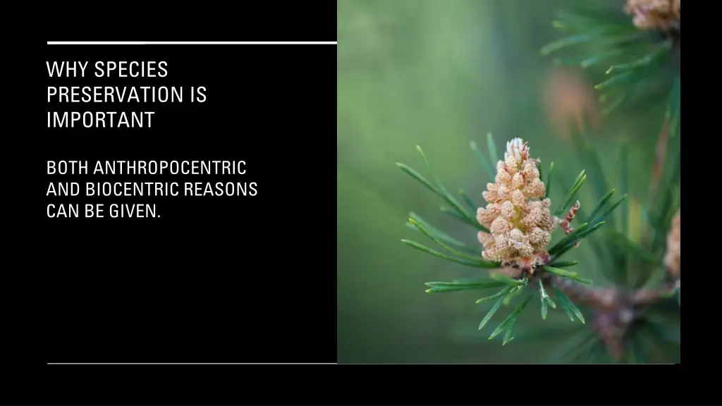 why species preservation is important
