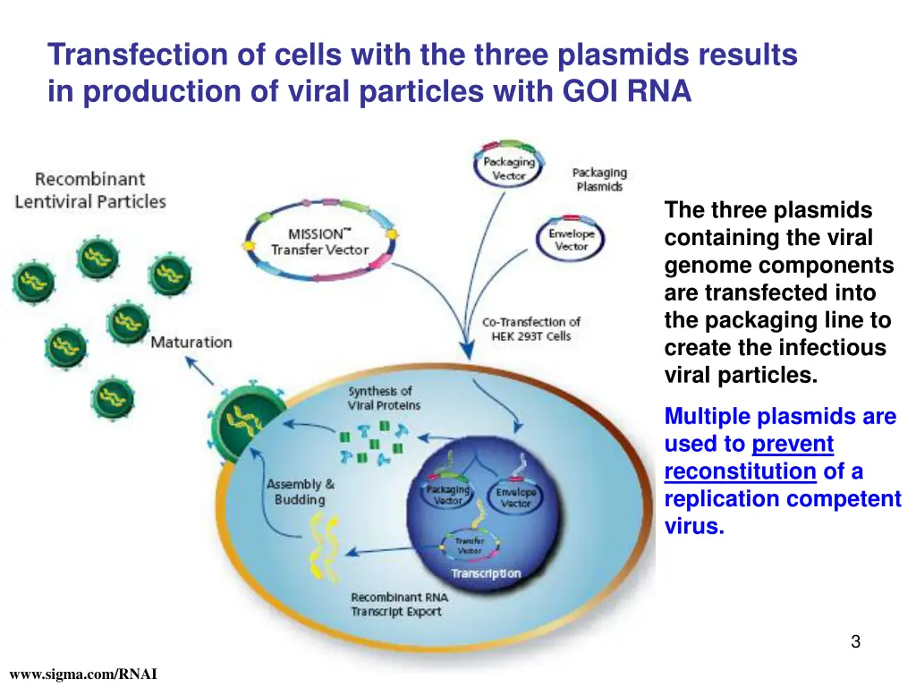 transfection of cells with the three plasmids