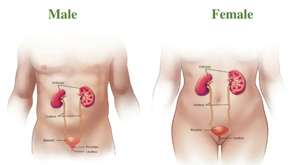 male female