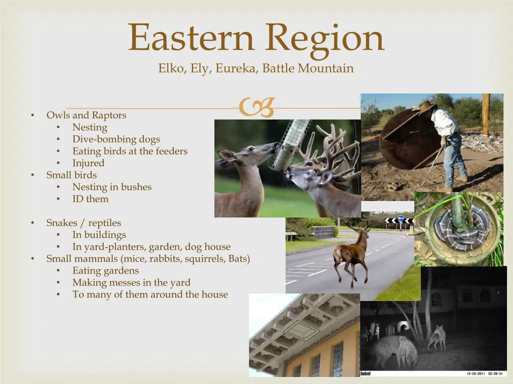 eastern region elko ely eureka battle mountain
