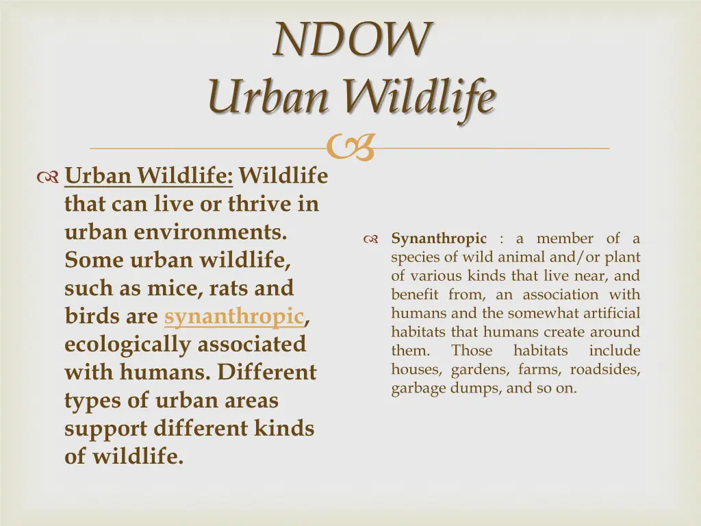 ndow urban wildlife