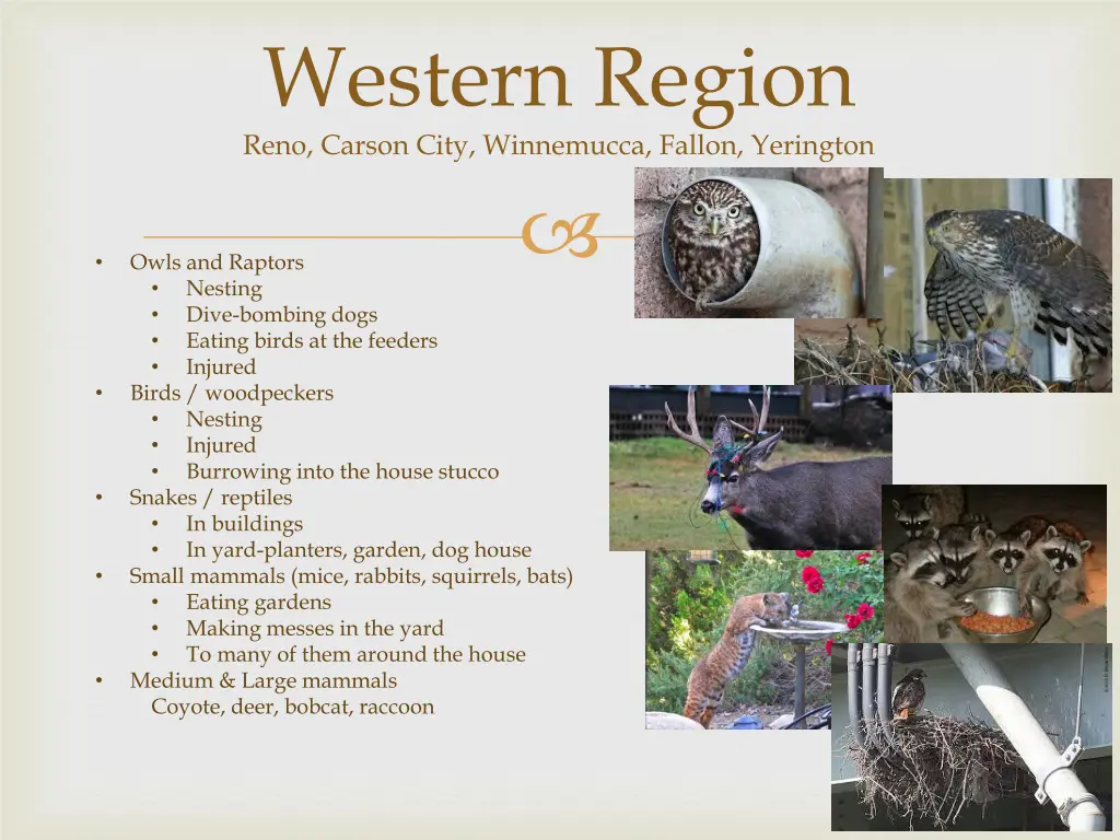 western region reno carson city winnemucca fallon