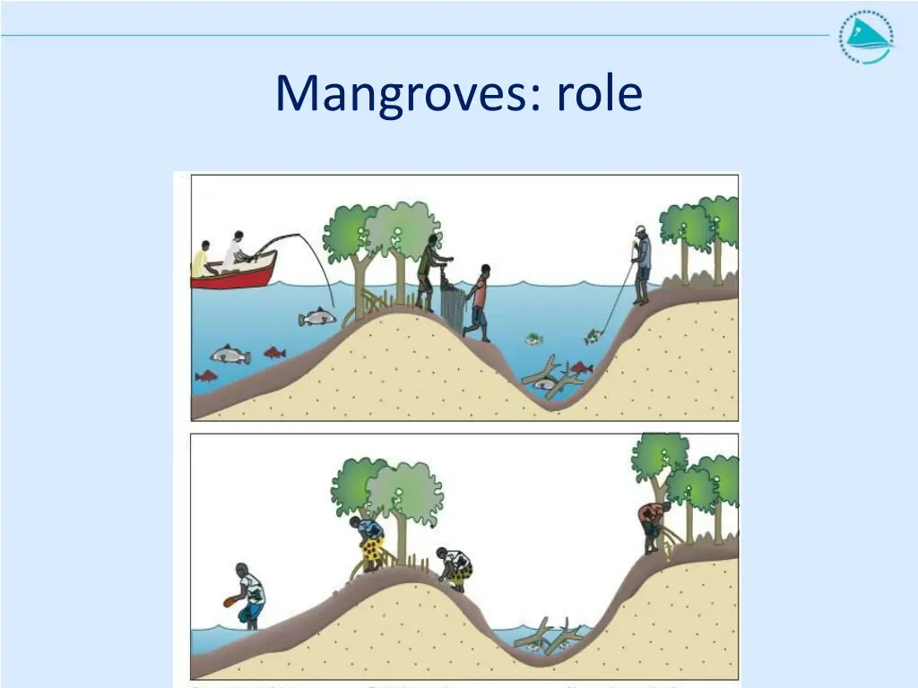 mangroves role
