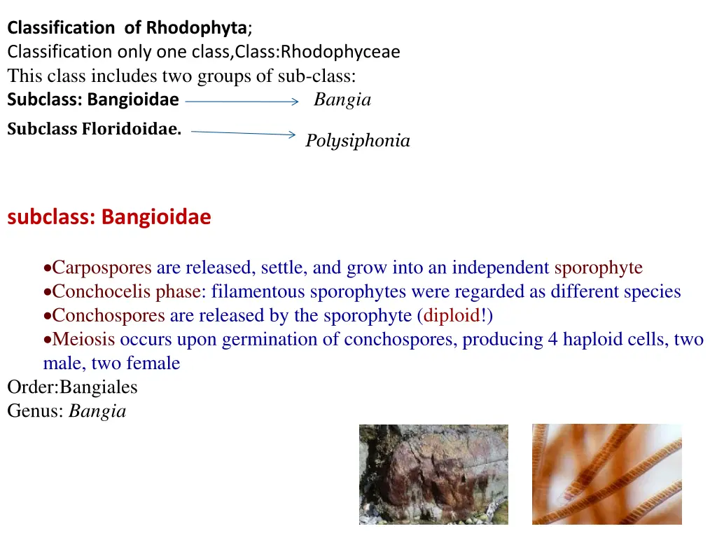 classification of rhodophyta classification only