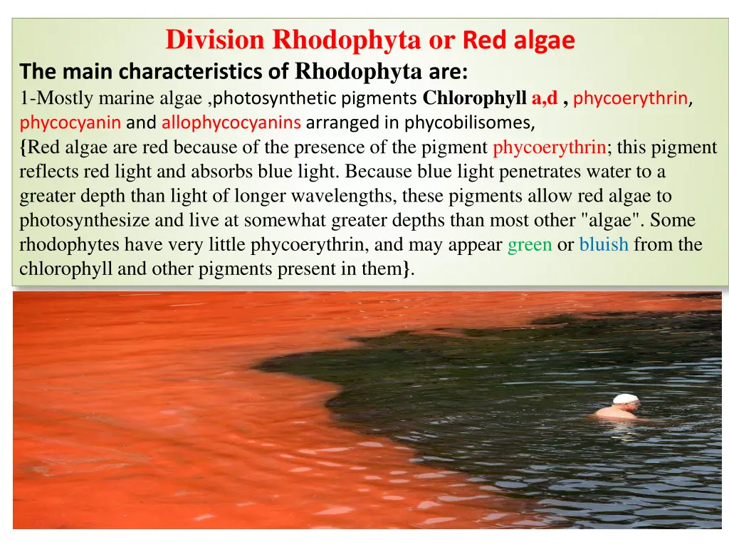 division rhodophyta or red algae the main