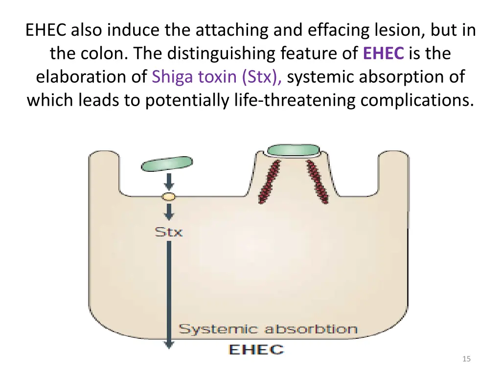 ehec also induce the attaching and effacing
