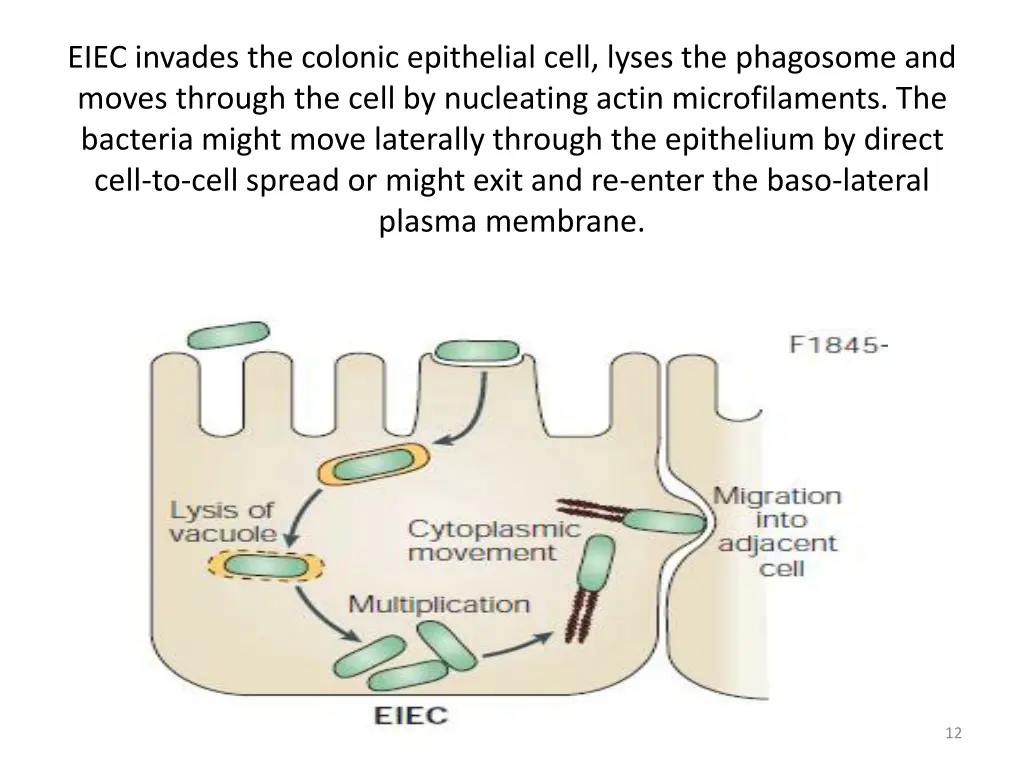 eiec invades the colonic epithelial cell lyses