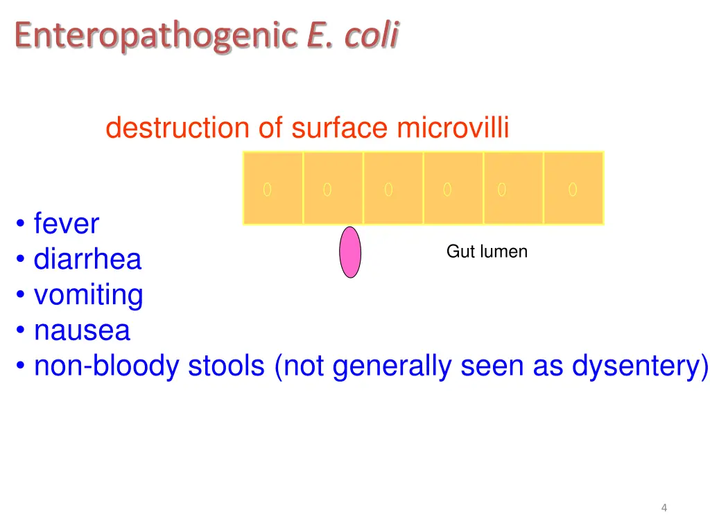 enteropathogenic e coli